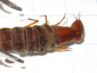 Dytiscus sp., larva L3