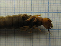 Dytiscus sp., larva L3