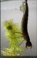 Dytiscus dimidiatus,♀, larva L2