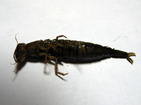 Препарируемый объект Dytiscus dimidiatus, larva L3