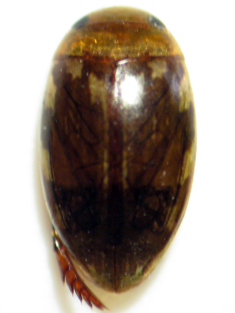 Laccophilus hyalinus (вид с дорсальной стороны)