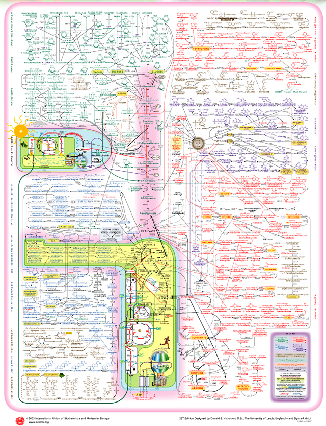 Rede de Bioquímica